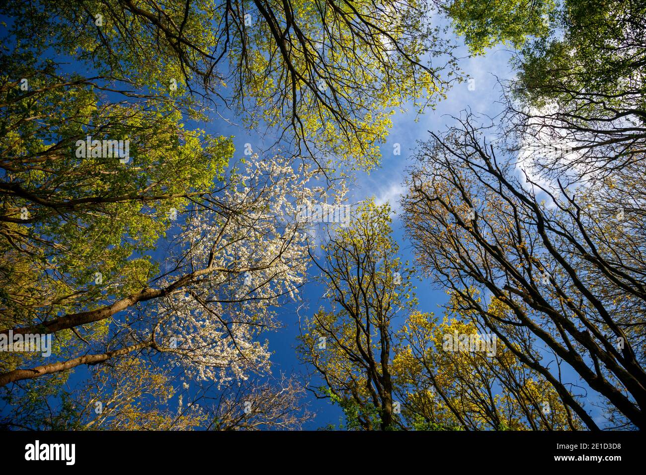 Very Tall, Straight Tree Growing into a Woodland Sky Stock Photo - Image of  tree, woodland: 131086622