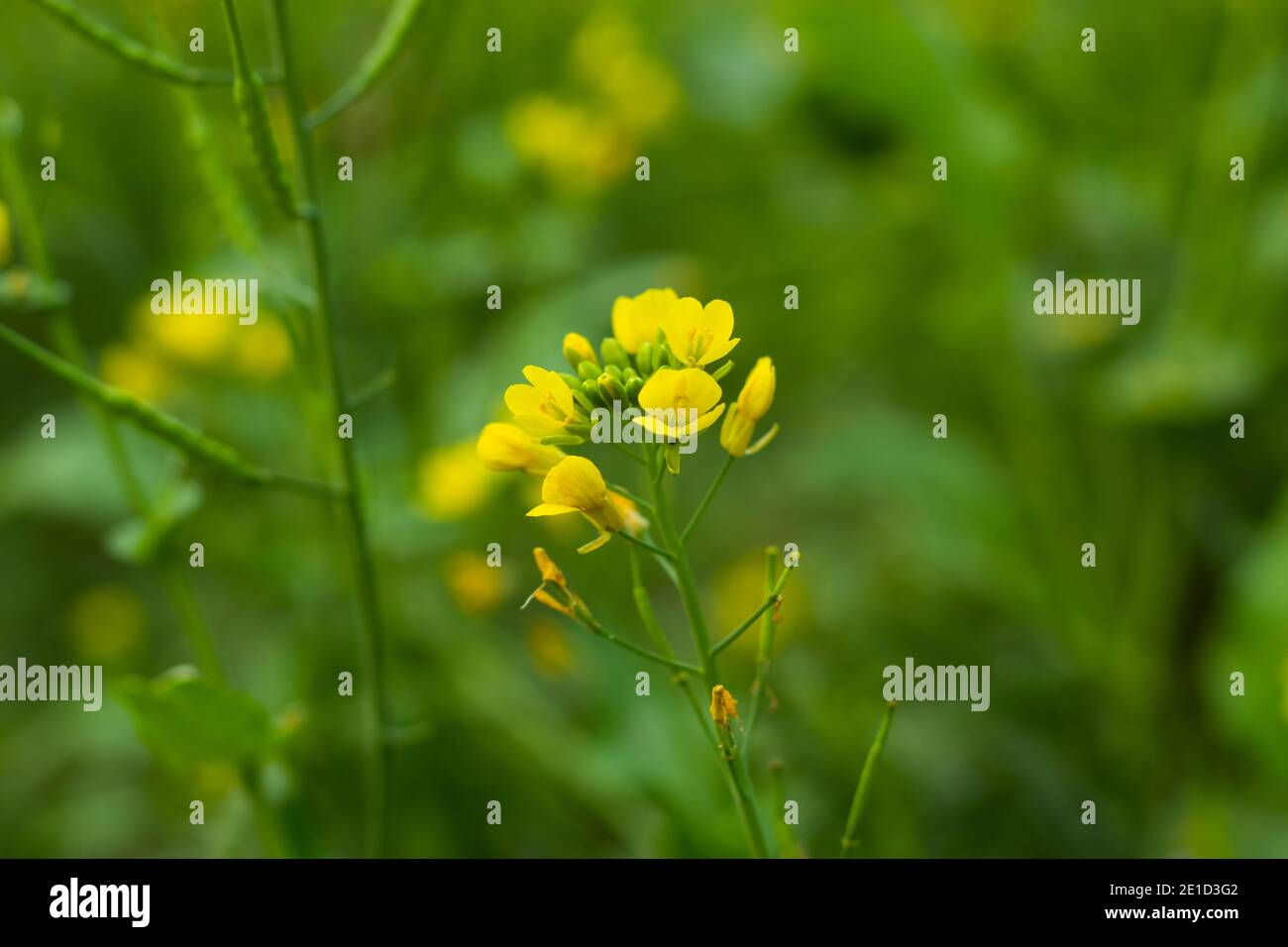 Yellow mustard flowers hires stock photography and images Alamy