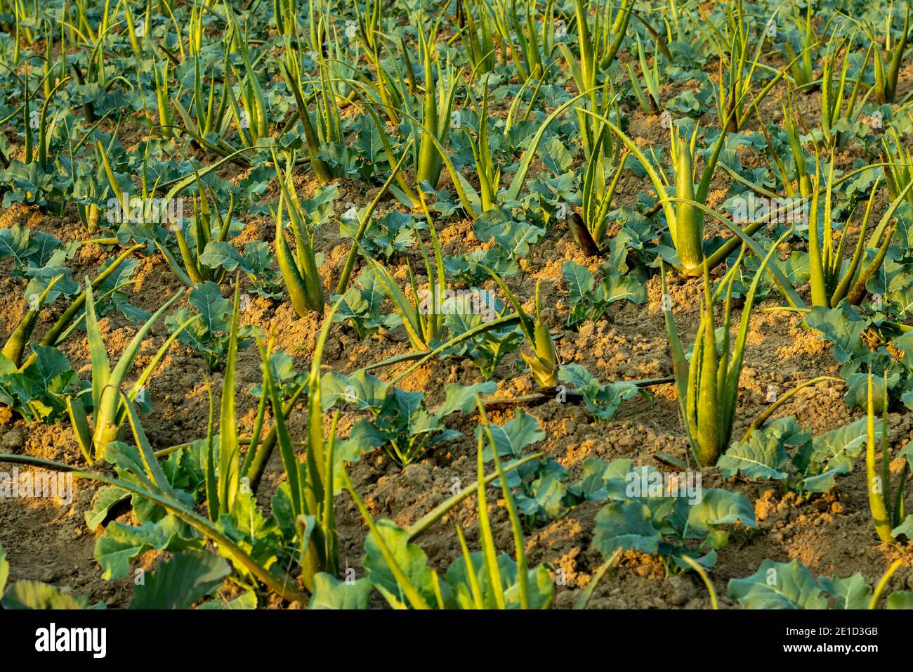 Aloe Vera and cauliflower planted in same places Stock Photo