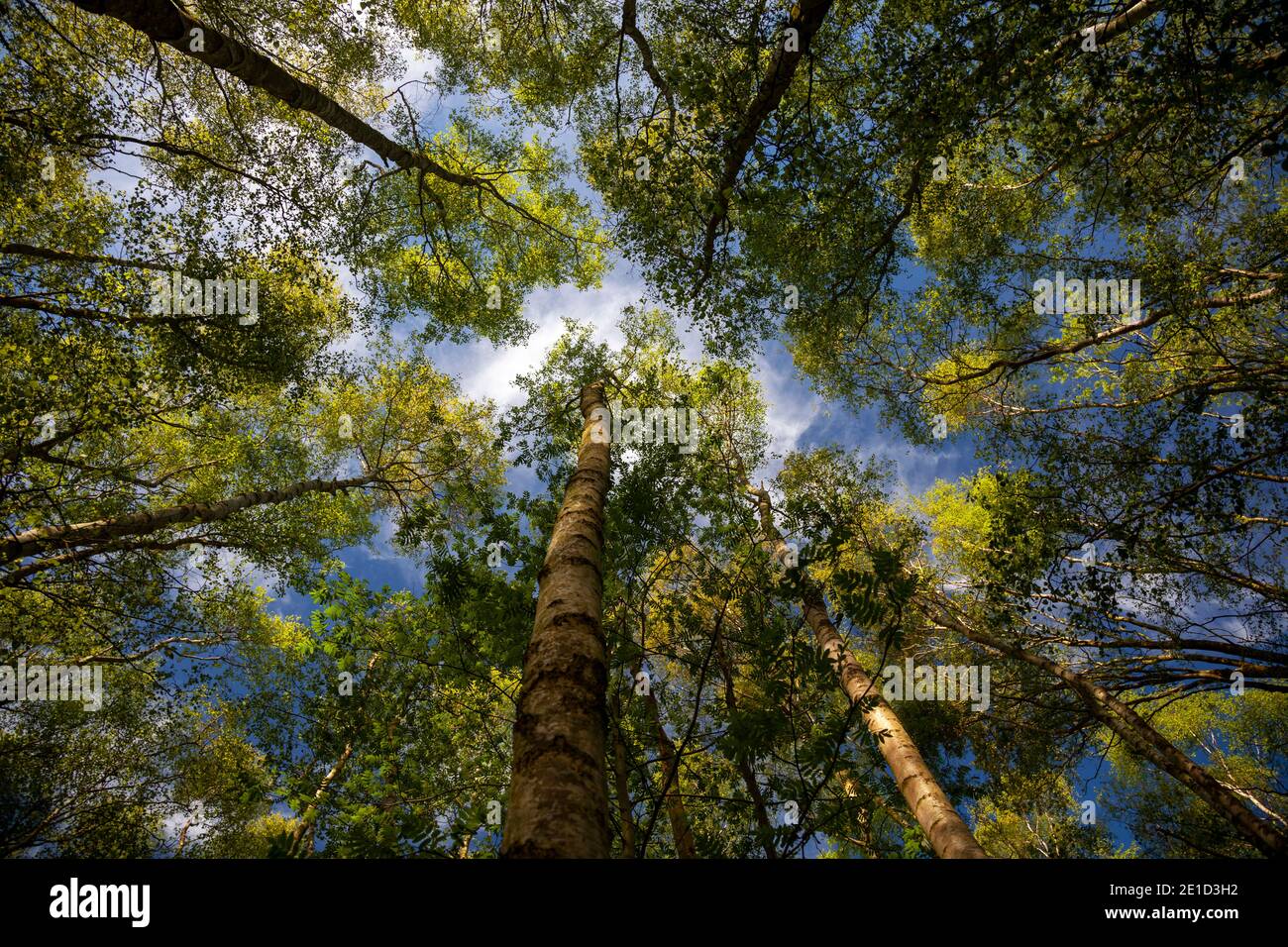 Crowns tall slender trees yellow hi-res stock photography and images ...