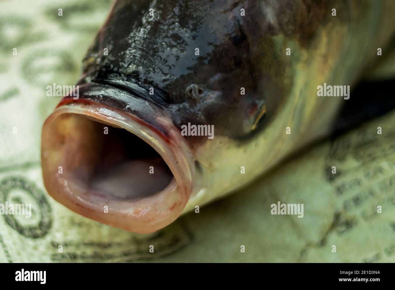 Fish with big mouth hi-res stock photography and images - Alamy Fish with big mouth hi-res stock photography and images - Alamy