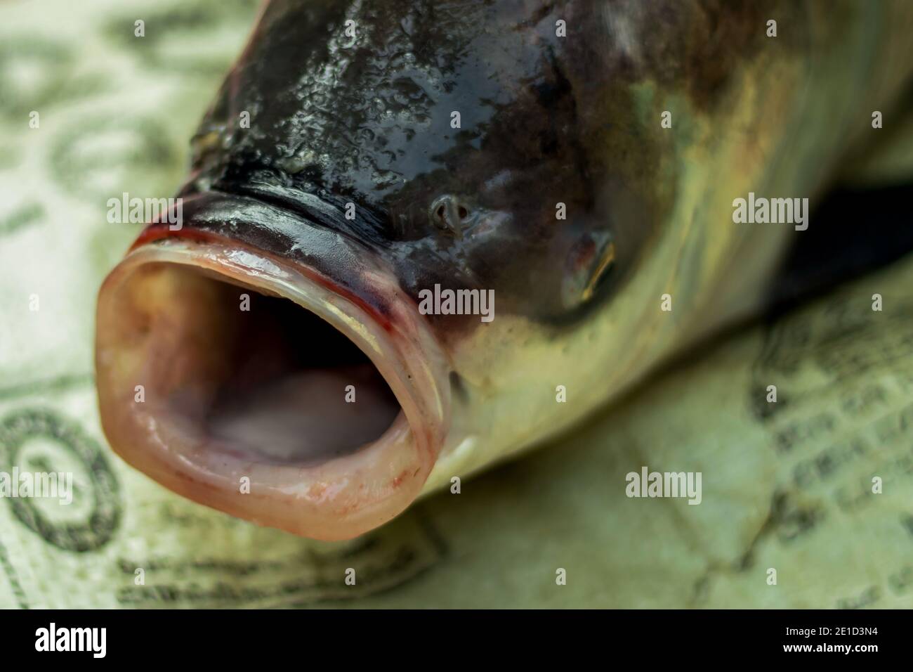 https://c8.alamy.com/comp/2E1D3N4/big-mouth-fish-and-another-angle-of-view-2E1D3N4.jpg