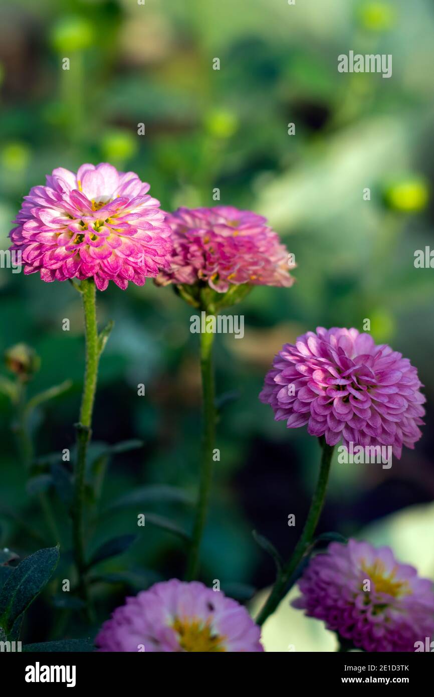 Dahlia from composite family pink and off white flower petals Stock Photo