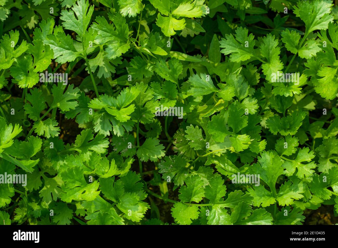 Top view of huge coriander leaf background texture Stock Photo