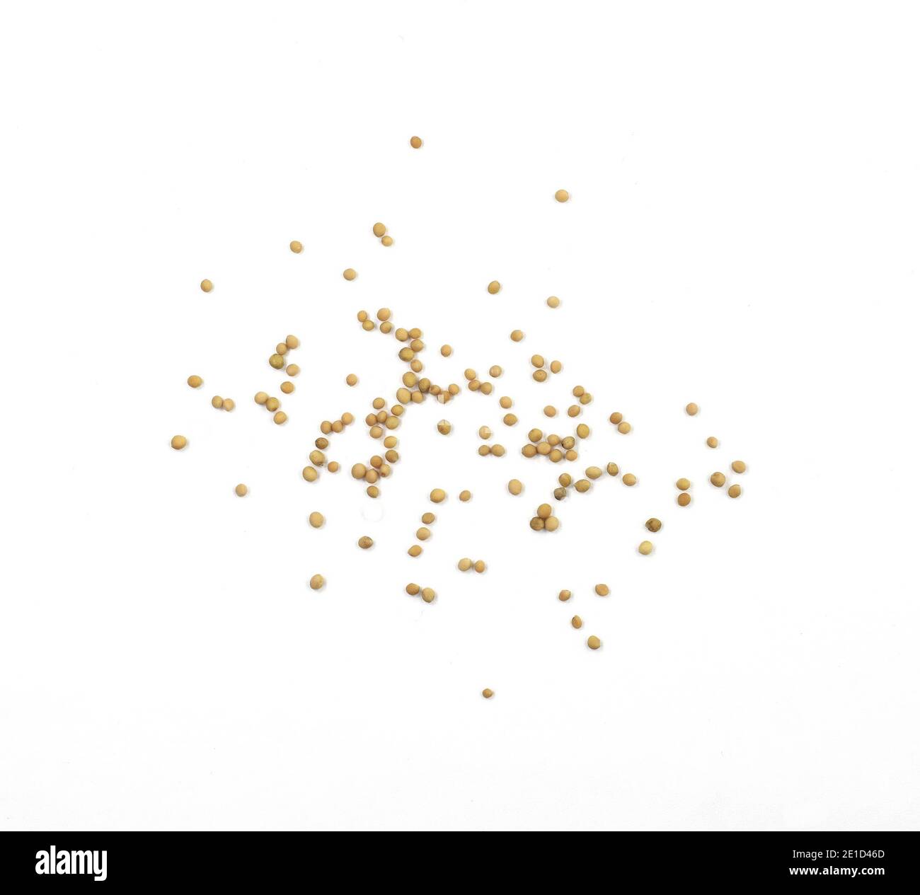 Dry yellow mustard seeds isolated on white background. Macro photo of sinapis alba close up