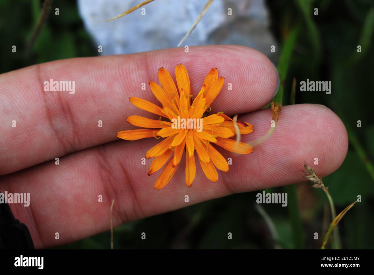 Young gardener holds between fingers beautful Crepis aurea. Orange flower in hand. Radichiella aranciata in Jeseniky, czech republic. Concept of summe Stock Photo