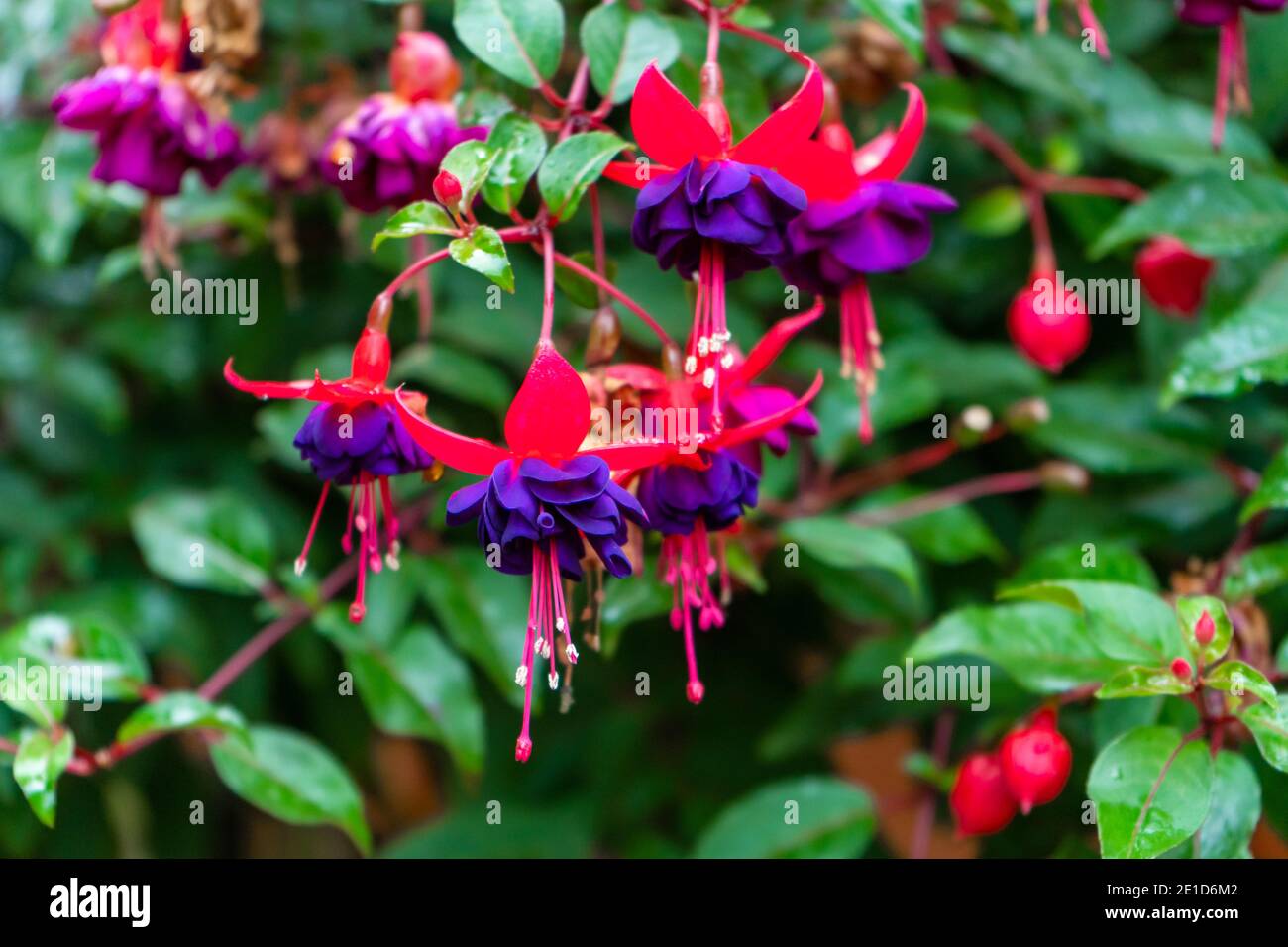 Vibrant color saturated fuchsia hybrida in a flower park. Stock Photo