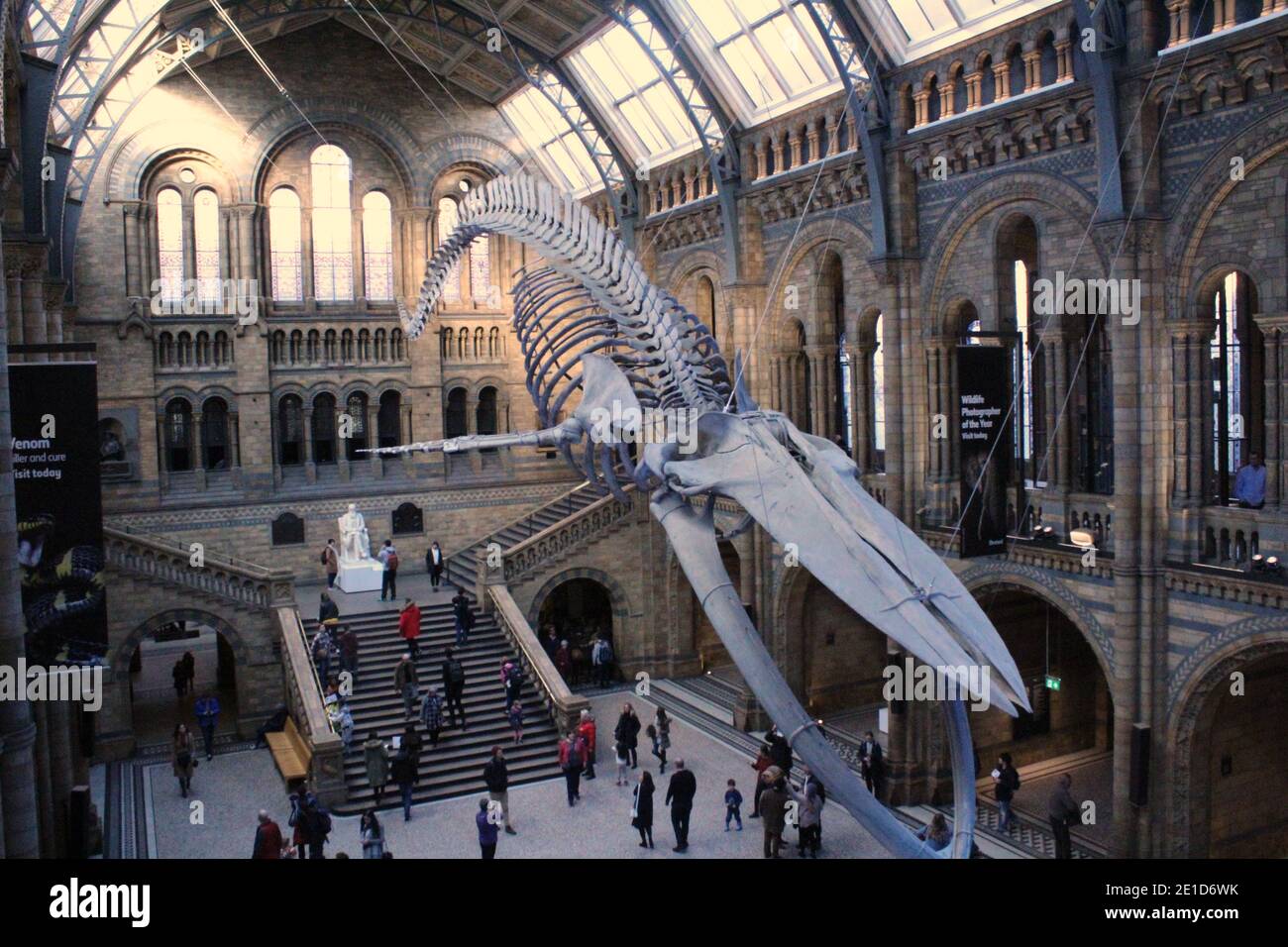 Museum of Natural History main hall (Hintze Hall) with the skeleton of  'Hope' the blue whale. London, England, Great Britain Stock Photo - Alamy