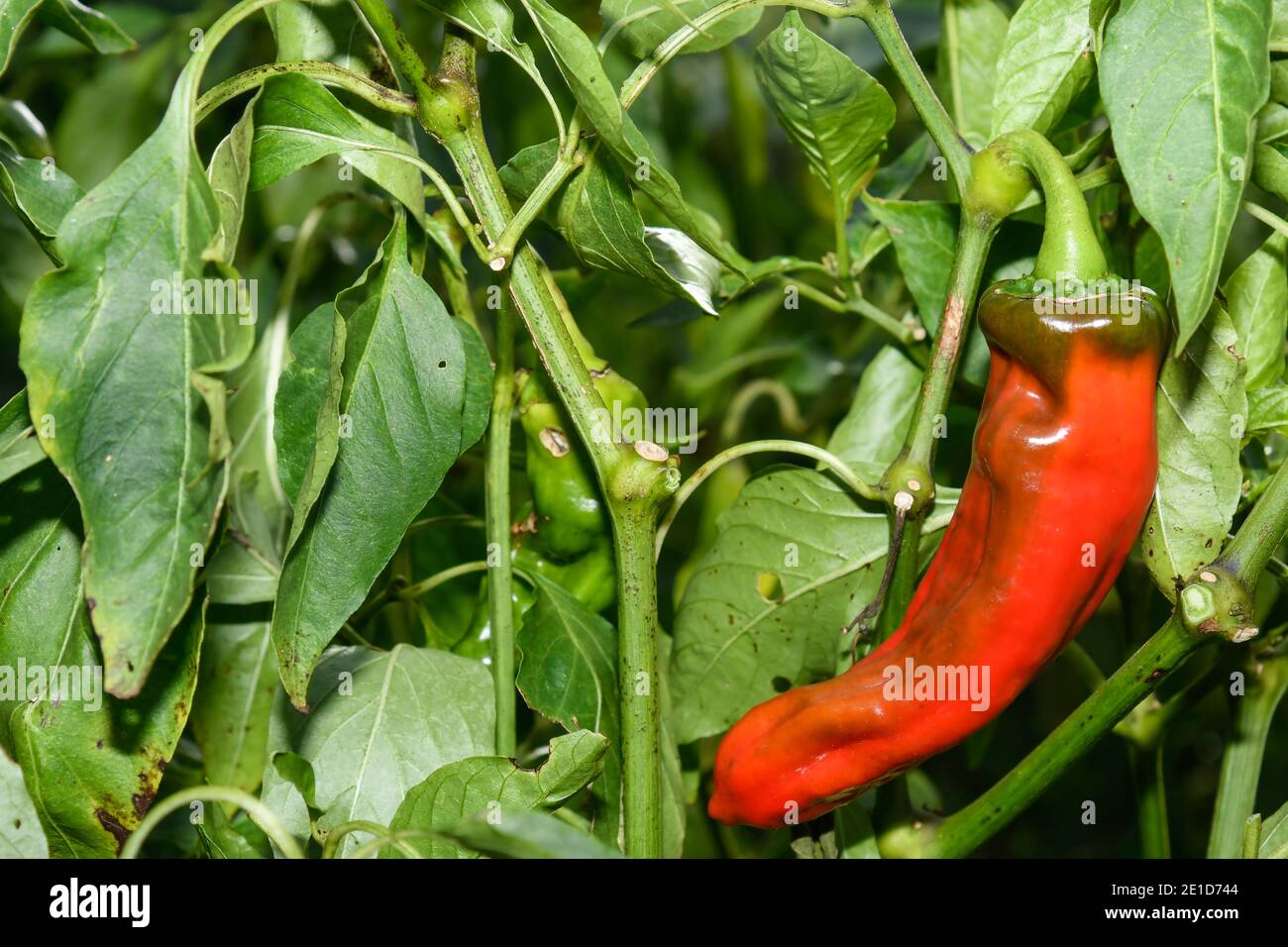 Closeup of a pepper plant with its fruits Stock Photo