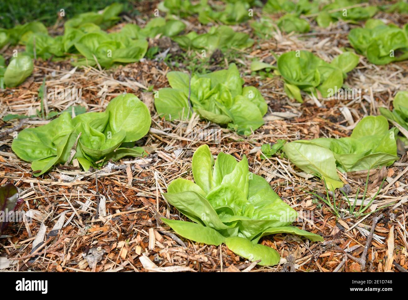 Lettuces of the trocadero variety planted among the mulch mulch Stock Photo