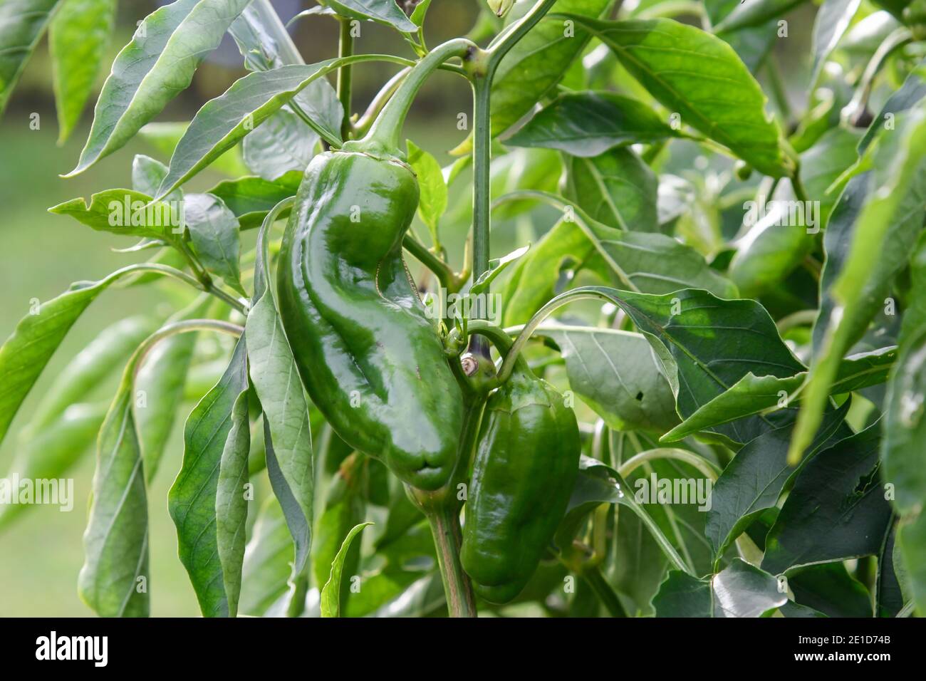 Closeup of a pepper plant with its fruits Stock Photo