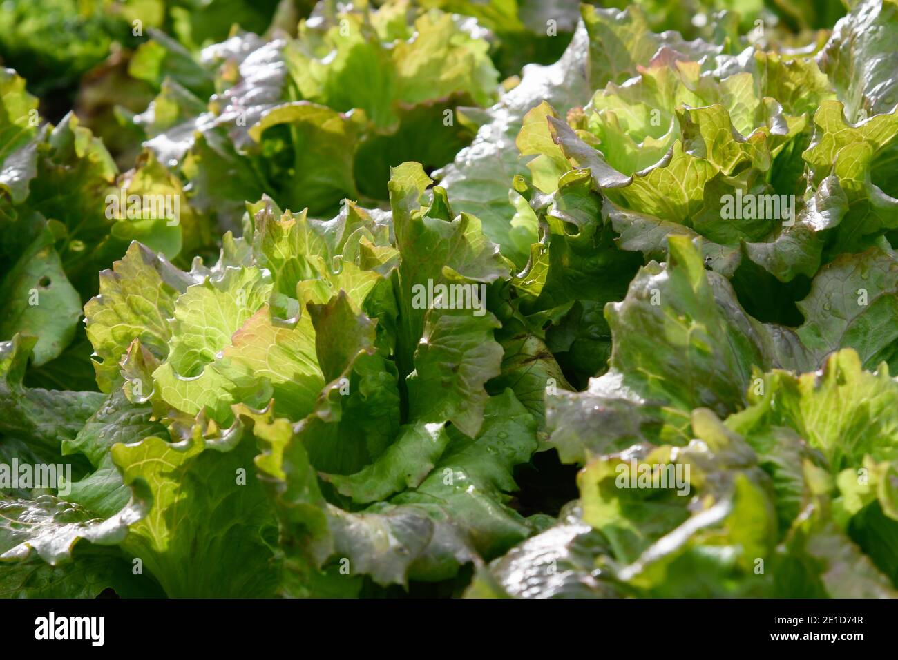 Closeup of a lettuce plant of the marvel variety Stock Photo