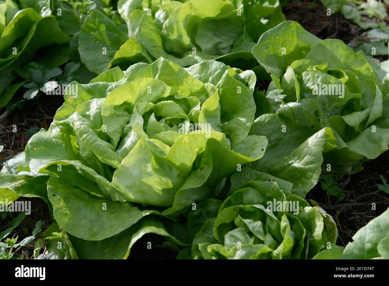 Closeup of a lettuce plant of the trocadero variety Stock Photo