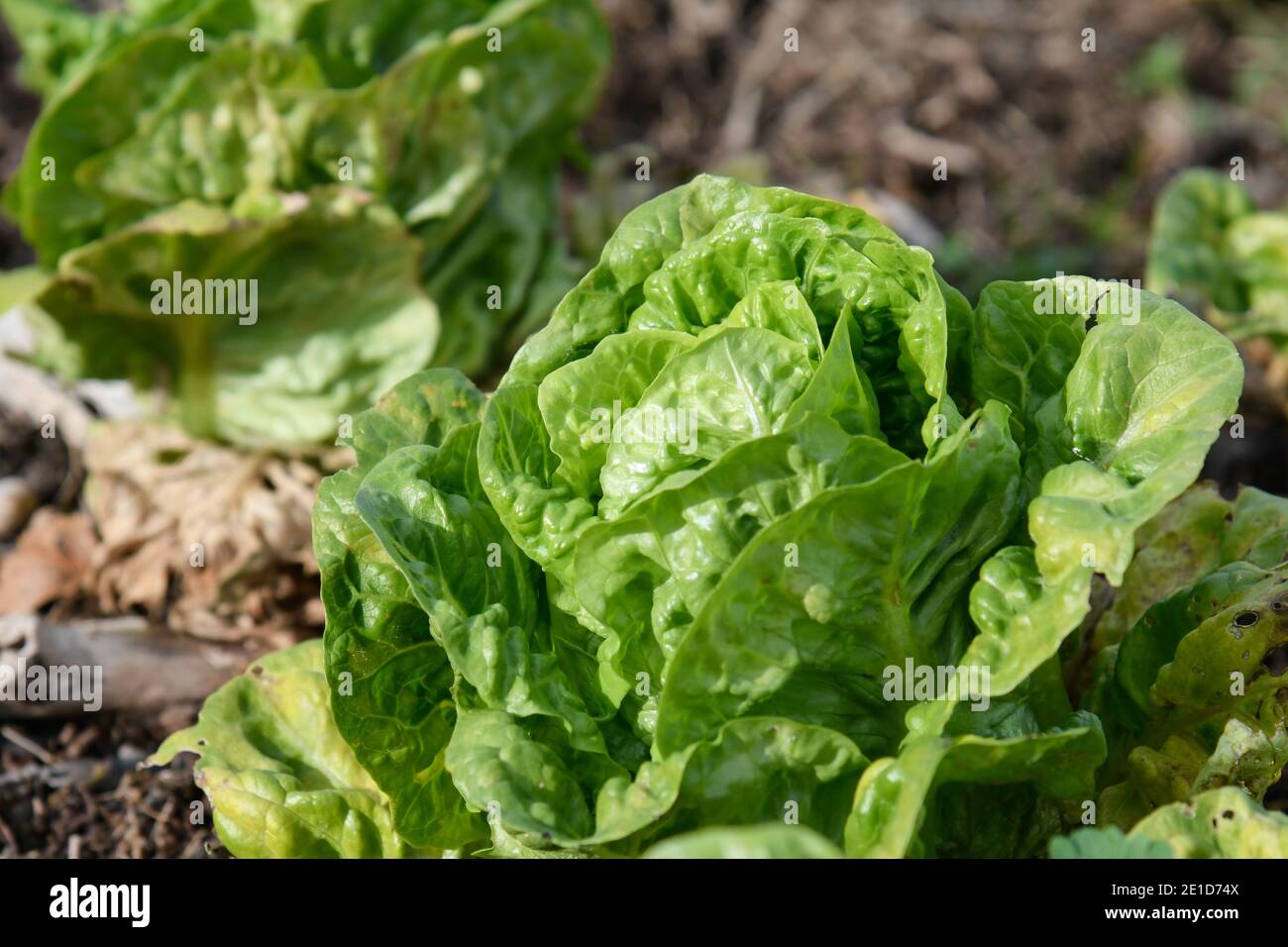 Closeup of a lettuce plant of the bud variety Stock Photo Alamy