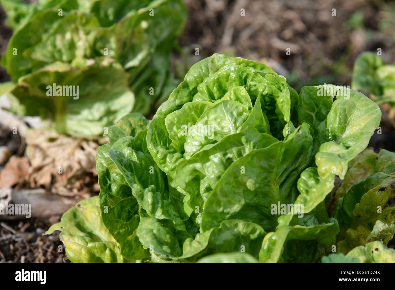 Closeup of a lettuce plant of the bud variety Stock Photo