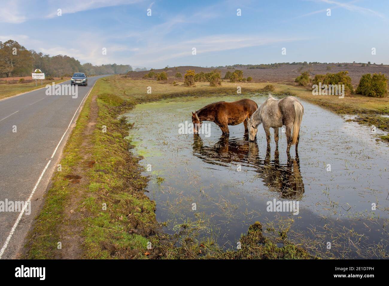 Beaulieu, Hampshire, UK - A car drives past New Forest donkeys and ponies that wander freely in the New Forest. A sight not seen anywhere else in the Stock Photo