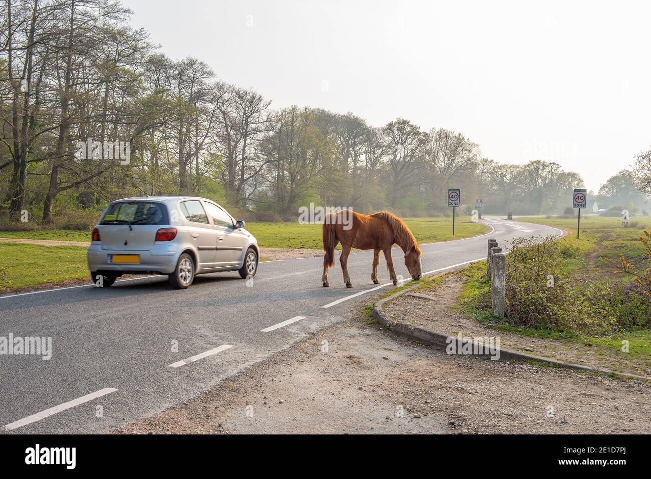 Beaulieu, Hampshire, UK - A car drives past New Forest donkeys and ponies that wander freely in the New Forest. A sight not seen anywhere else in the Stock Photo