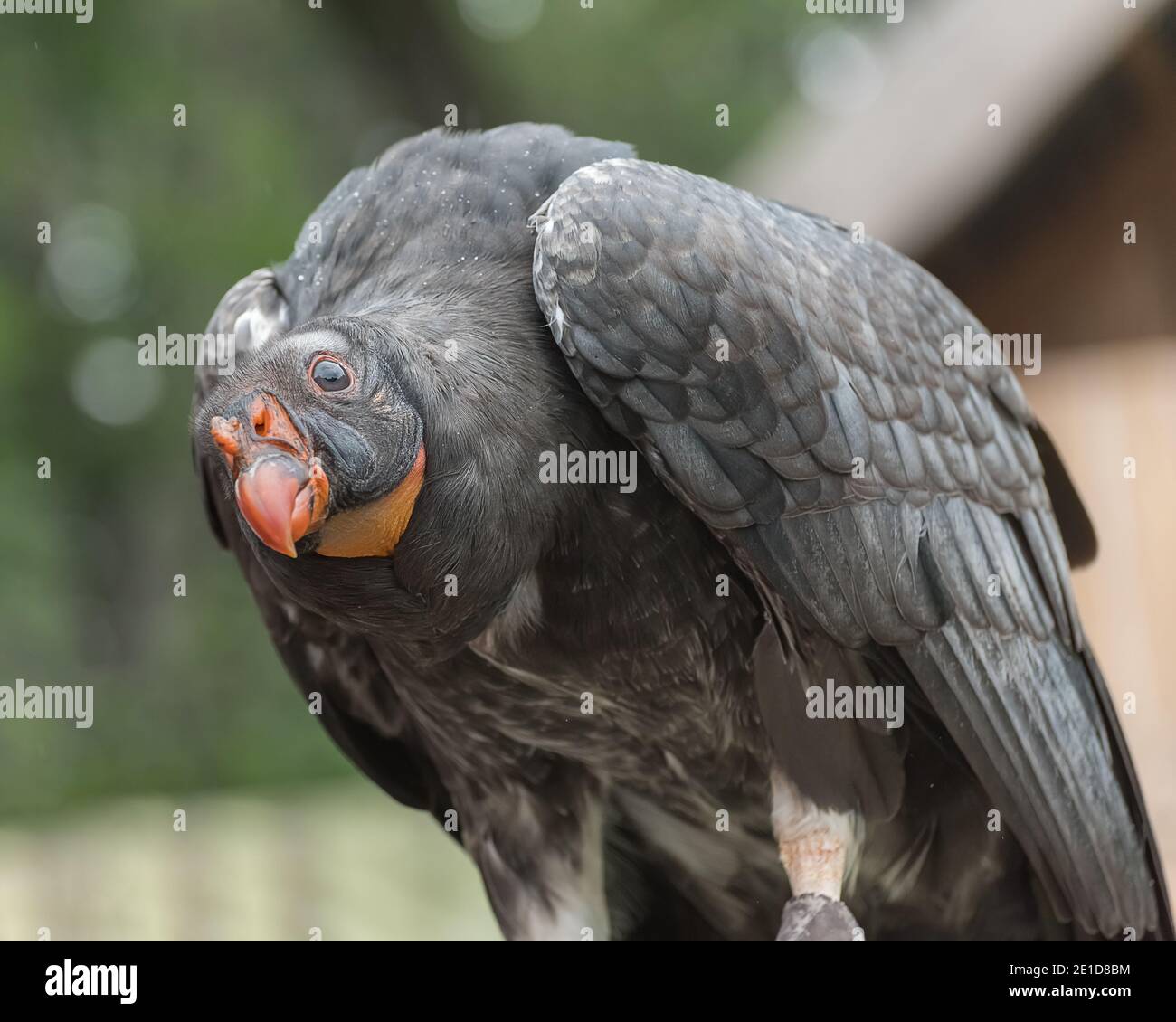 California condor, Gymnogyps californianus, a New World vulture. Birds show Close up Stock Photo