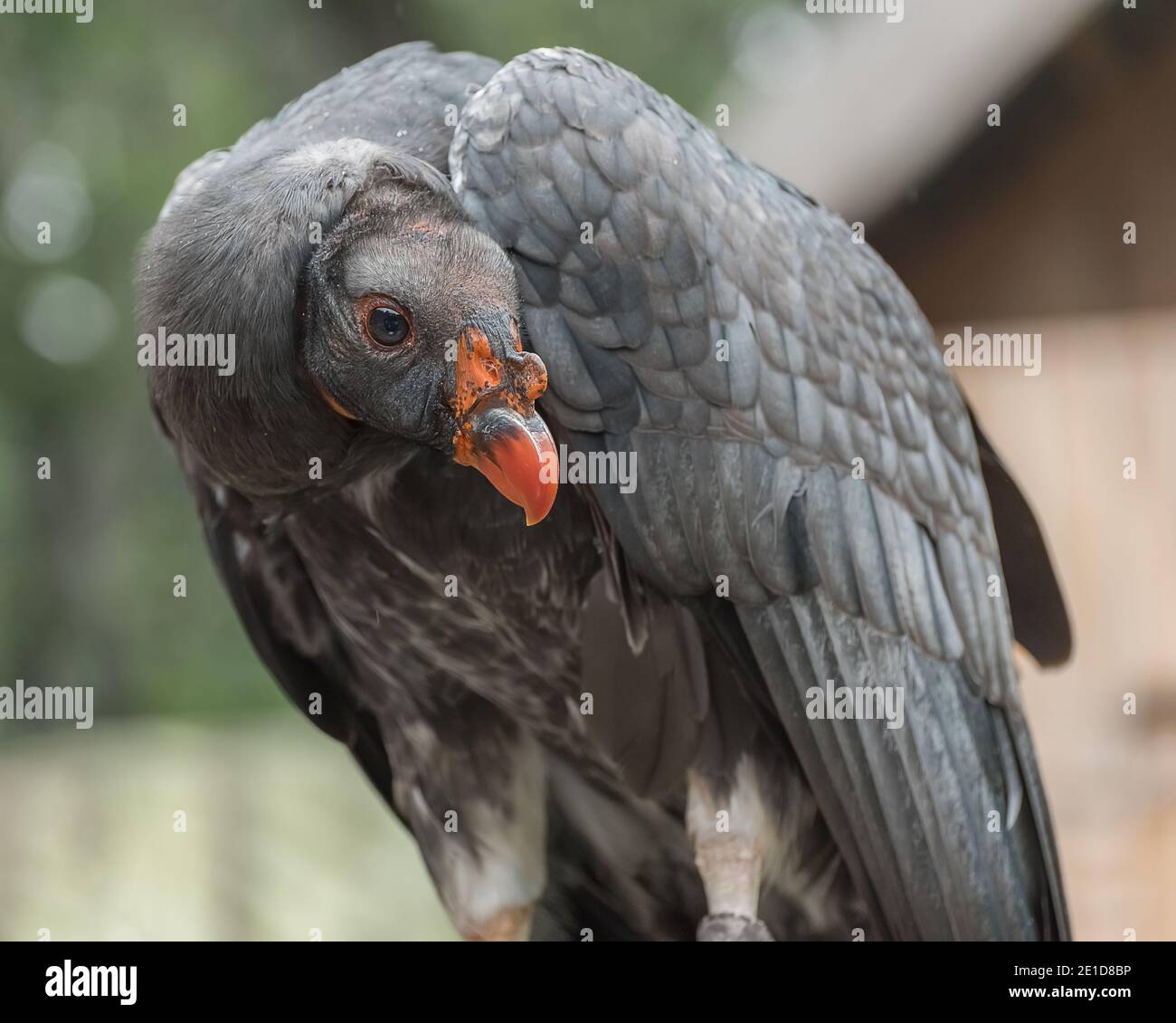 California condor, Gymnogyps californianus, a New World vulture. Birds show Trained birds Close up Stock Photo