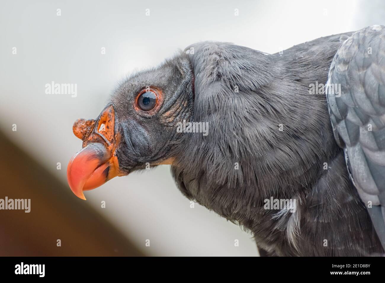 California condor, Gymnogyps californianus, a New World vulture. Close up Stock Photo