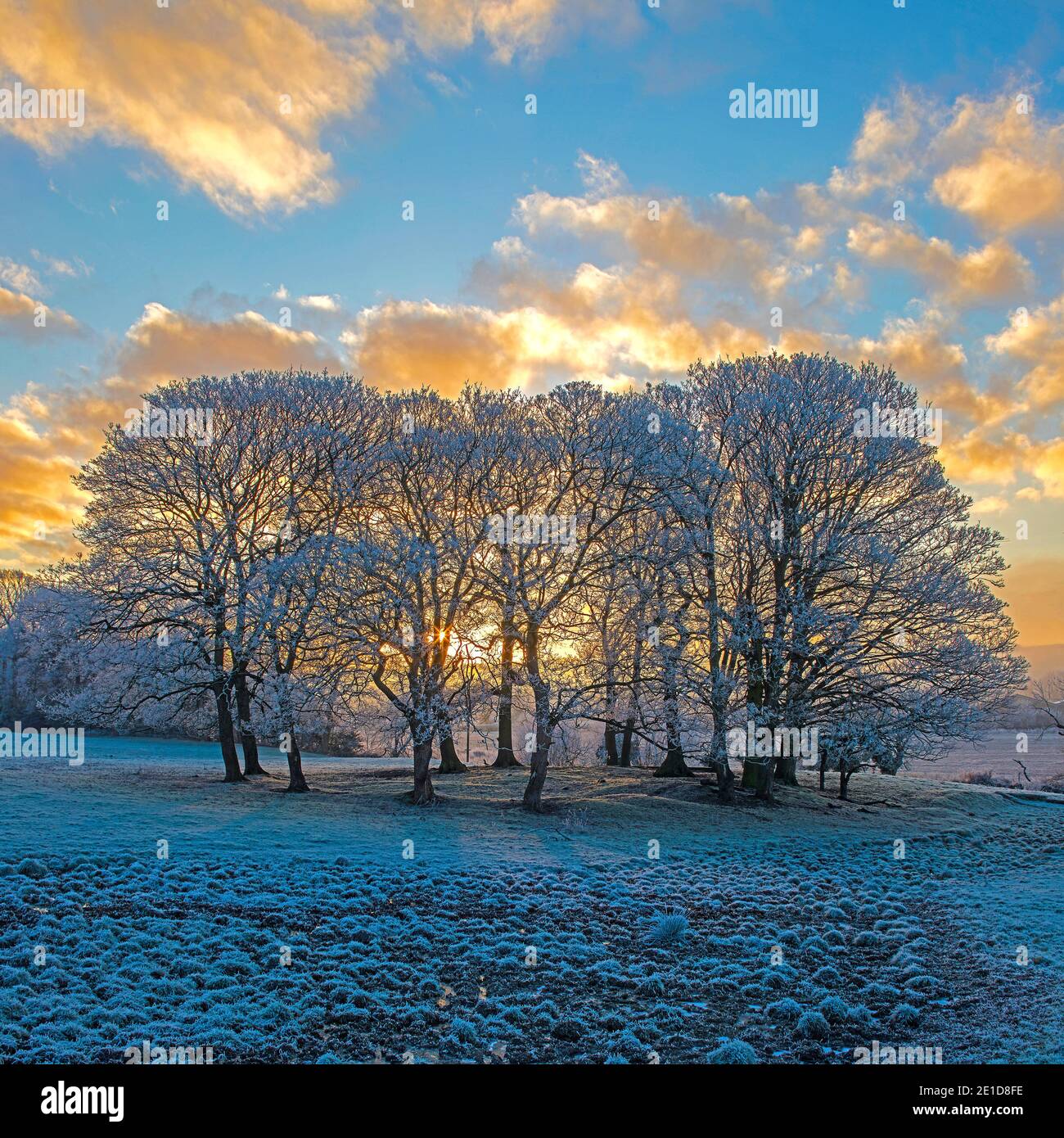 Tree sunburst snow landscape hires stock photography and images Alamy