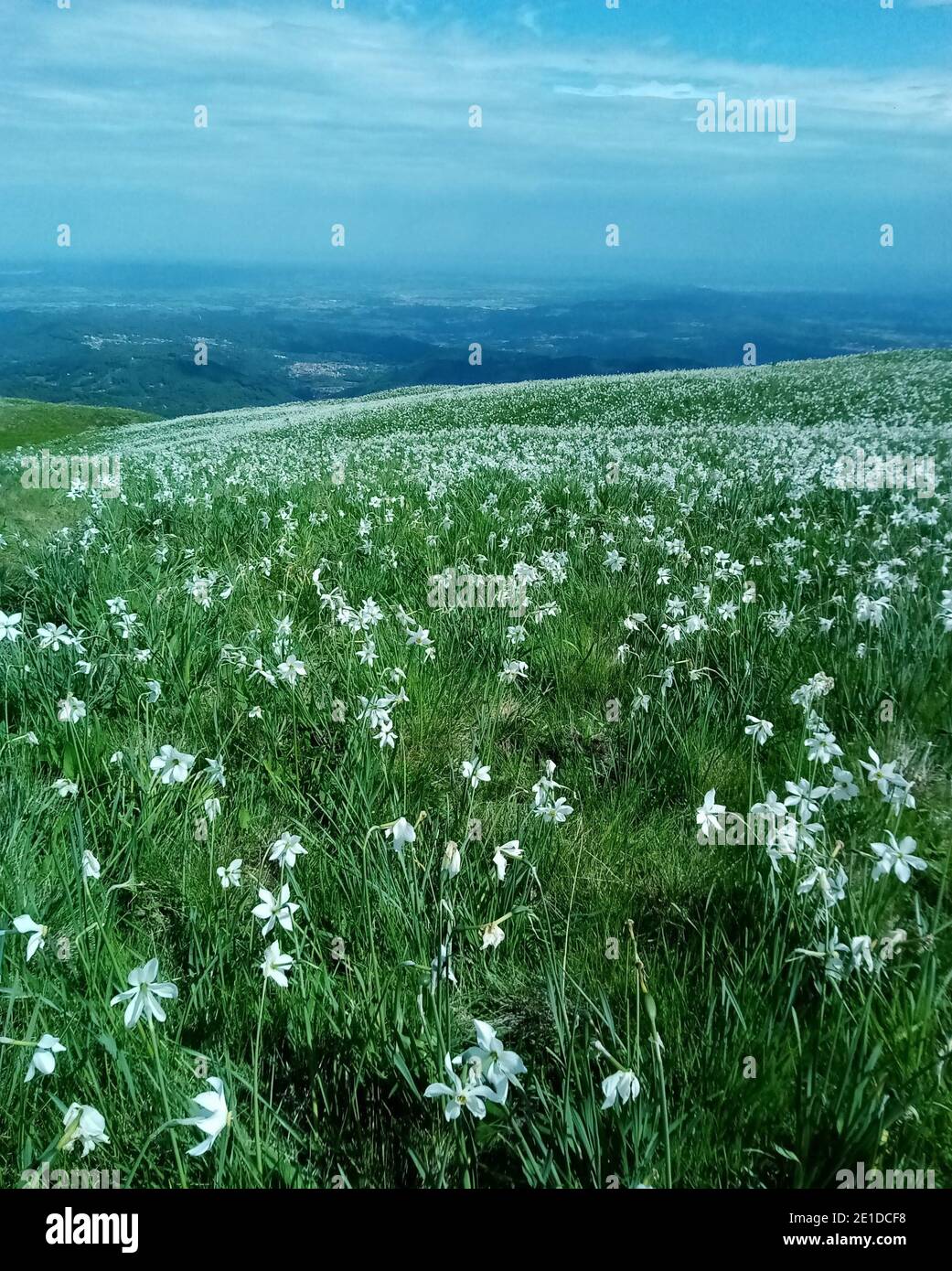 daffodils bloom panorama in the Italian Alps Stock Photo Alamy