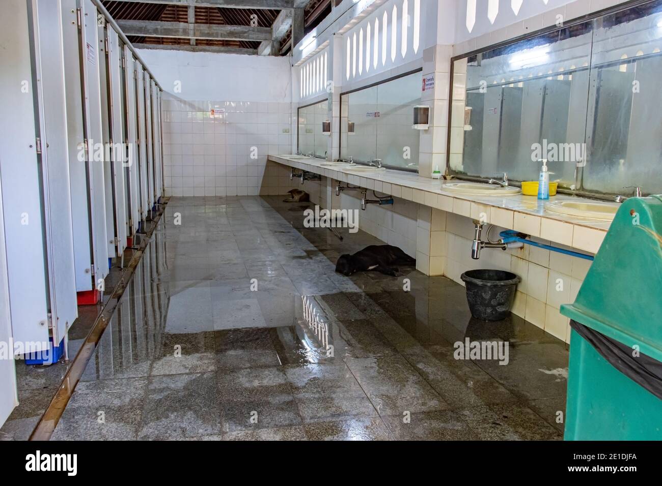 AYUTTHAYA, THAILAND, JUNE 03 2020, Public toilet with resting dogs on wet floor under sinks