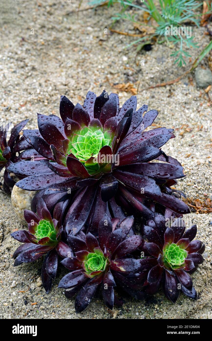 aeonium black magic,evergreen,succulent,dark purple,very dark,rosette,rosettes,foliage,leaves,succulent,succulents,RM Floral Stock Photo