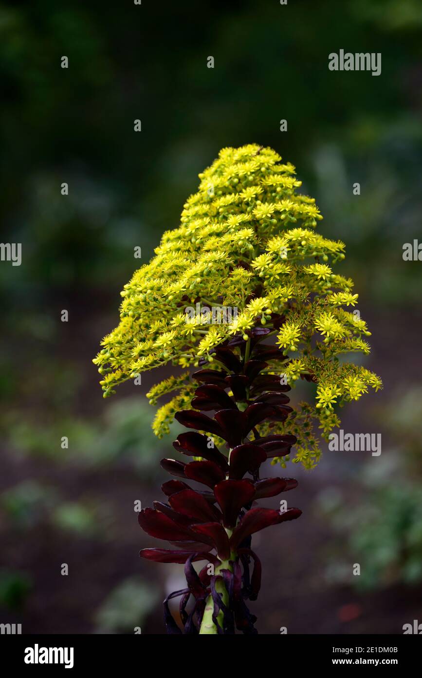 aeonium arboreum yellow flower stalk,yellow flowers,flowering aeonium,flowering  succulent,evergreen,succulent,dark,black,burgundy,rosette,rosettes,fol  Stock Photo - Alamy