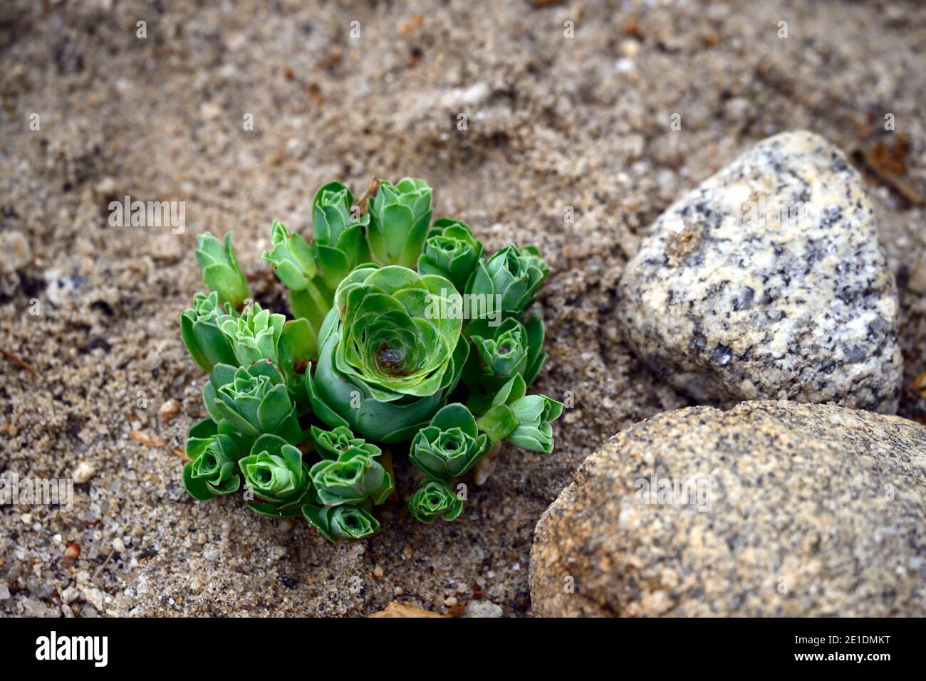 aeonium diplocycla mountain rose,mint green leaves,fleshy leaves,rosette,succulent,succulents,RM Floral Stock Photo