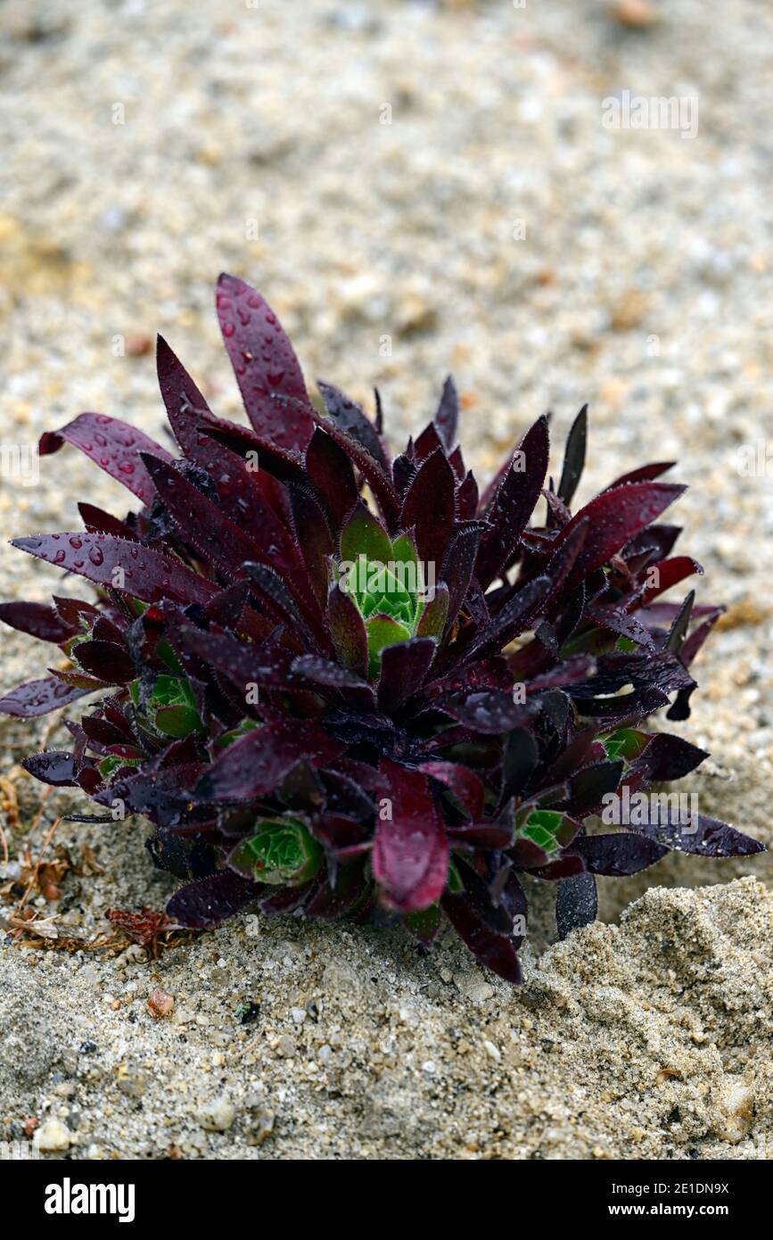 aeonium Torchbearer,tight compact growth habit,dark purple leaves,dark purple foliage,succulent,succulents,RM floral Stock Photo