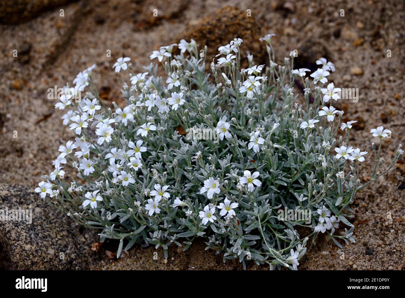 Cerastium tomentosum,snow-in-Summer,white flowers,silver foliage,ground cover,silver leaves,flower,flowering,RM Floral Stock Photo