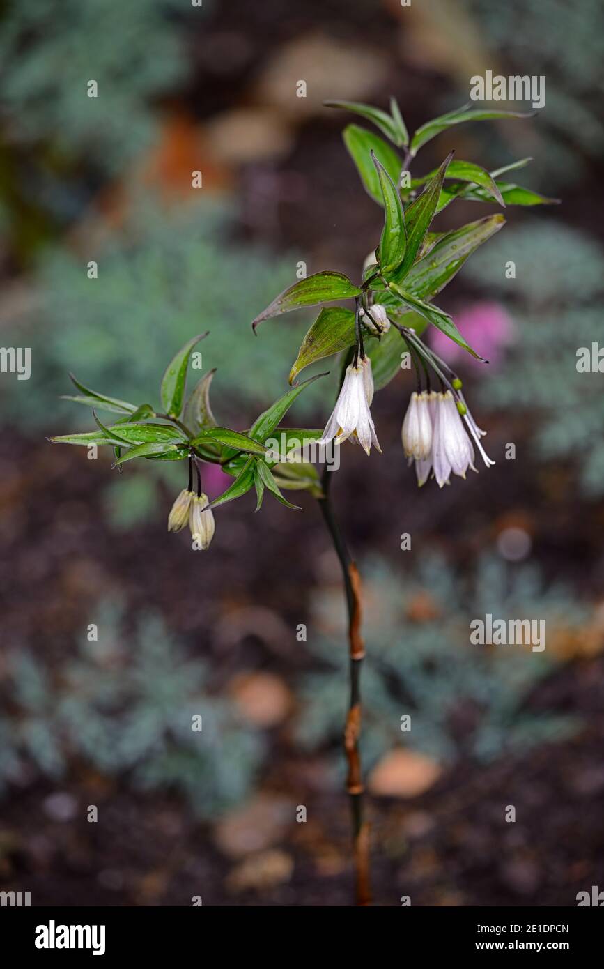 Disporum,dwarf,white flowers,dark stemmed,dark stems,flower,flowers,flowering,garden,RM Floral Stock Photo