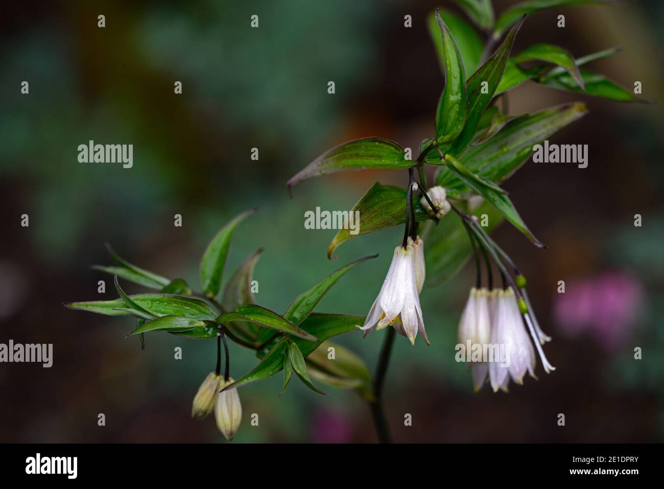 Disporum,dwarf,white flowers,dark stemmed,dark stems,flower,flowers,flowering,garden,RM Floral Stock Photo
