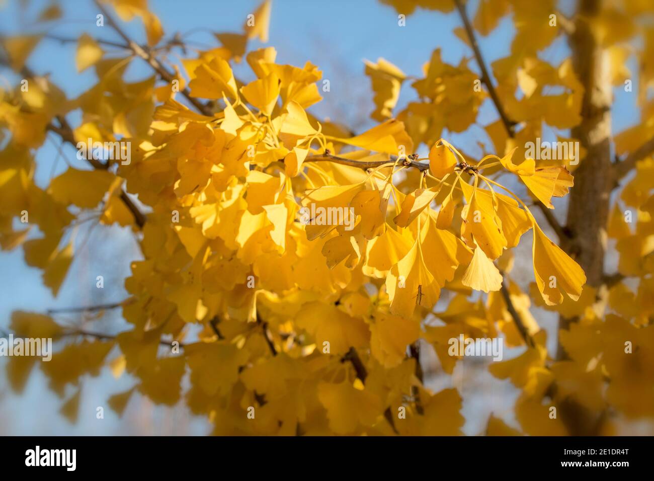 Ginkgo biloba princeton sentry hi-res stock photography and images - Alamy