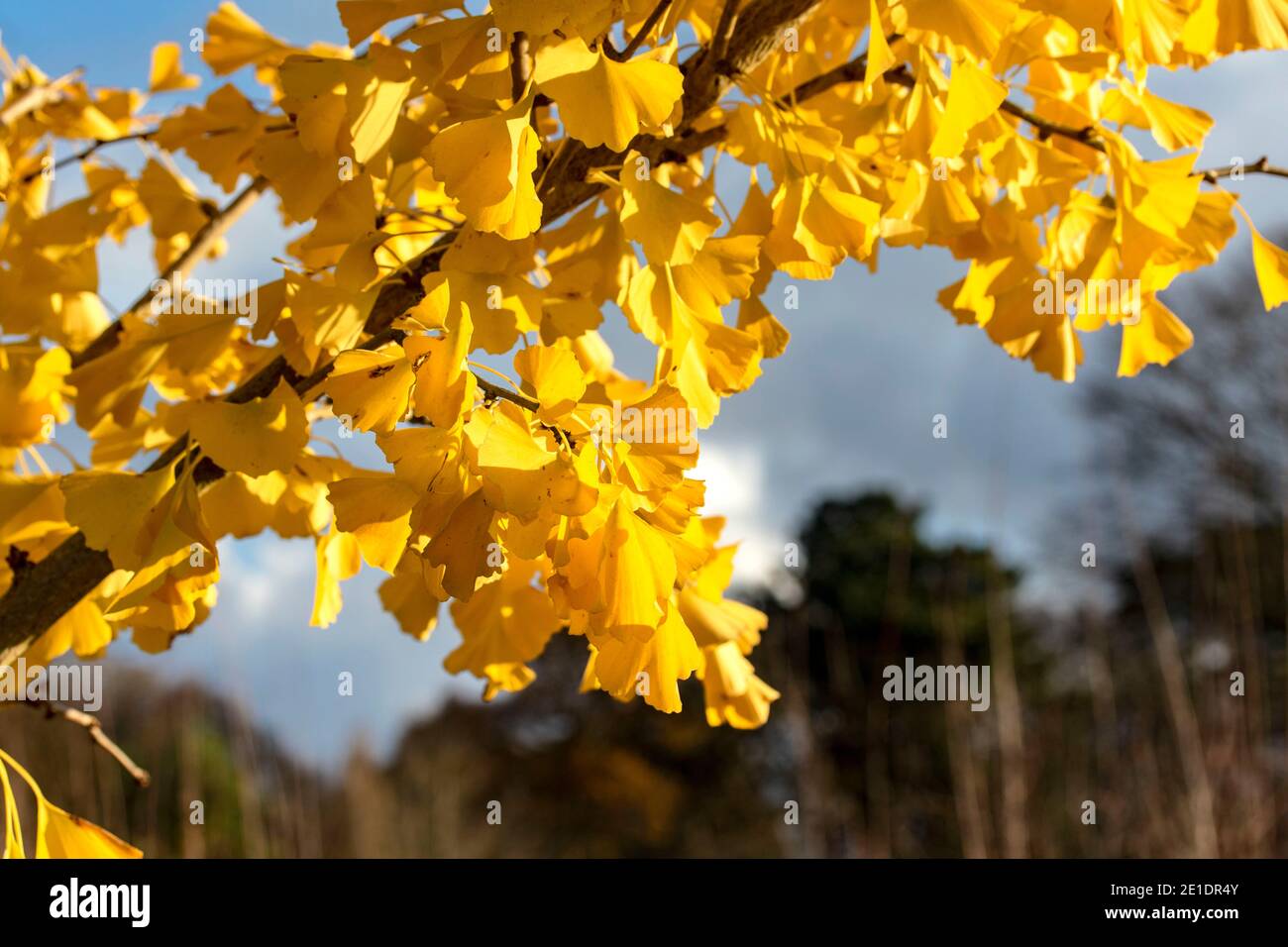 Ginkgo biloba princeton sentry hi-res stock photography and images - Alamy