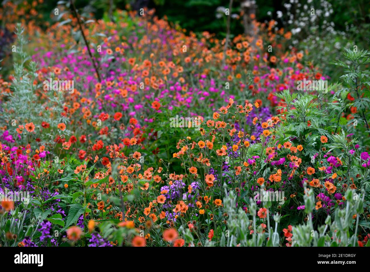 Geum Rubin,Lychnis Hill Grounds,Rose campion Hill Grounds,magenta pink flowers,magenta pink flower,geum totally tangerine,purple honesty,lunaria annua Stock Photo