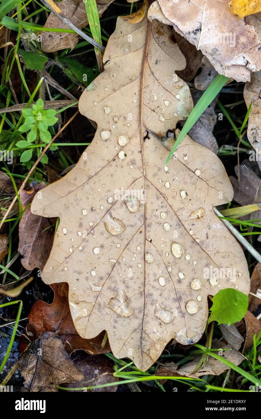 Fallen Oak leaves on the ground in autumn Stock Photo - Alamy