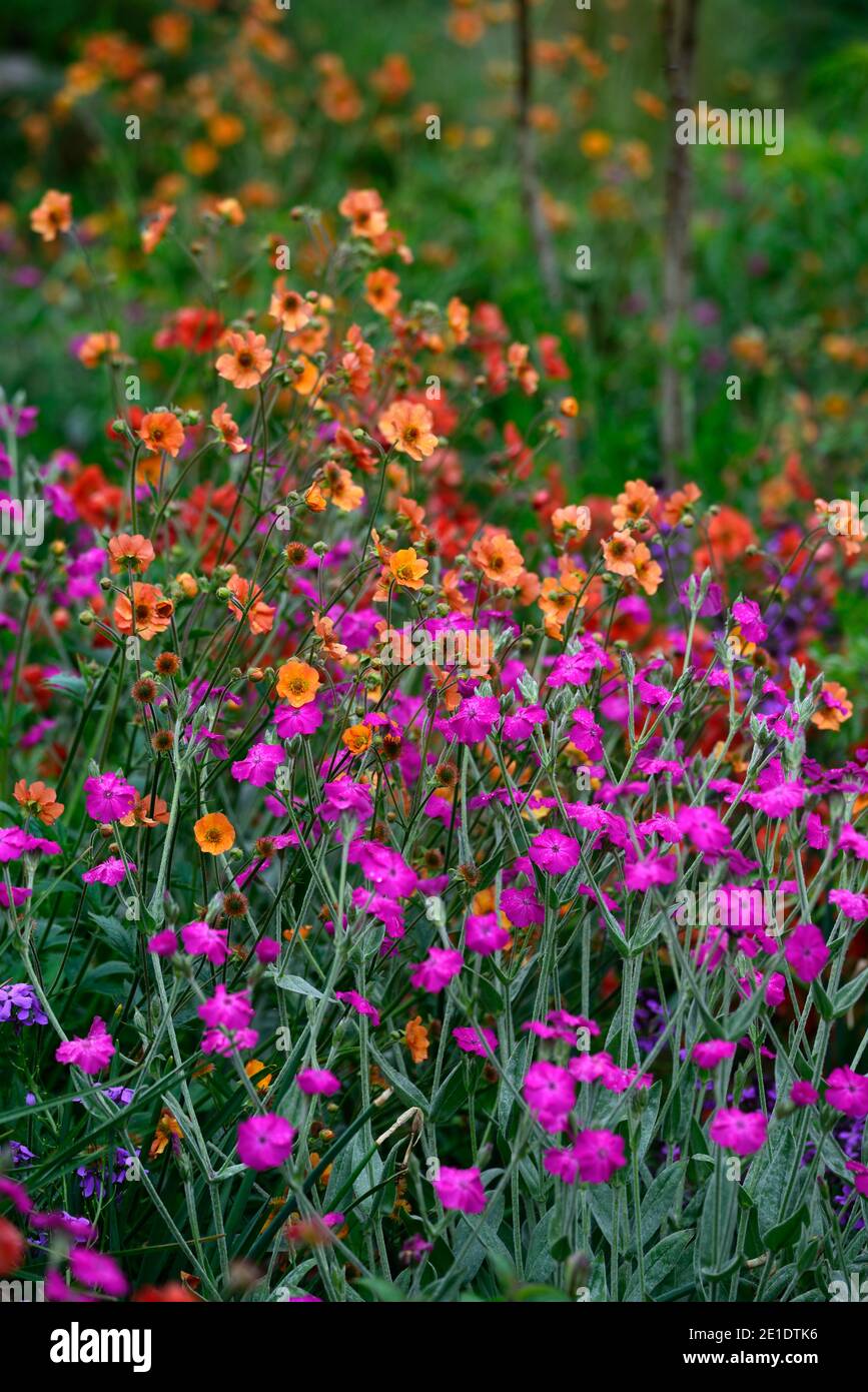 Lychnis Hill Grounds,Rose campion Hill Grounds,magenta pink flowers