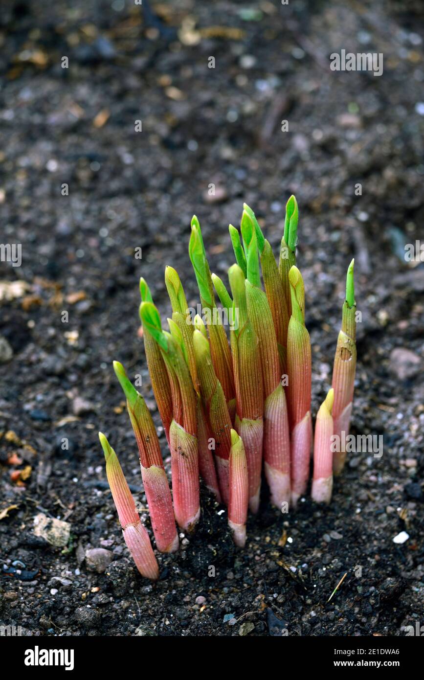 roscoea,roscoeas,shoot,shoots,new growth,tender shoots,hardy gingers,roscoeas,RM floral Stock Photo