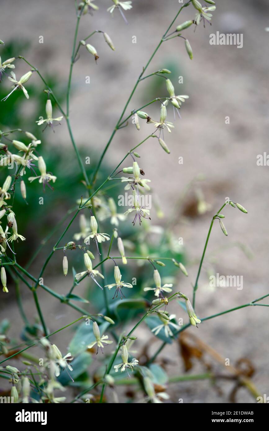 Silene fabaria ssp domokina,grey green flowers,flower,floweirng,biennial,RM floral Stock Photo