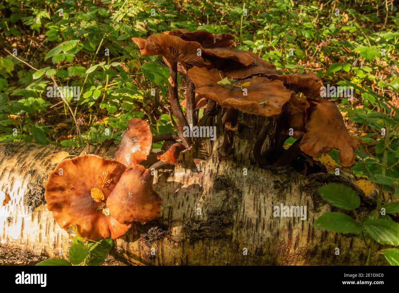 Exploding Tree's Bark Intimate landscape with bark fungi exploding out of a rotting tree on ...