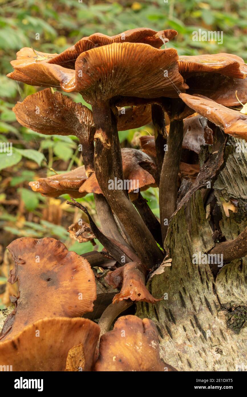 Exploding Tree's Bark Intimate landscape with bark fungi exploding out of a rotting tree on ...