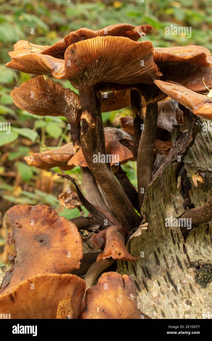 Intimate landscape with bark fungi exploding out of a rotting tree on