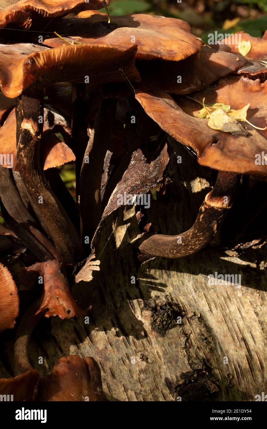 Intimate landscape with bark fungi exploding out of a rotting tree on