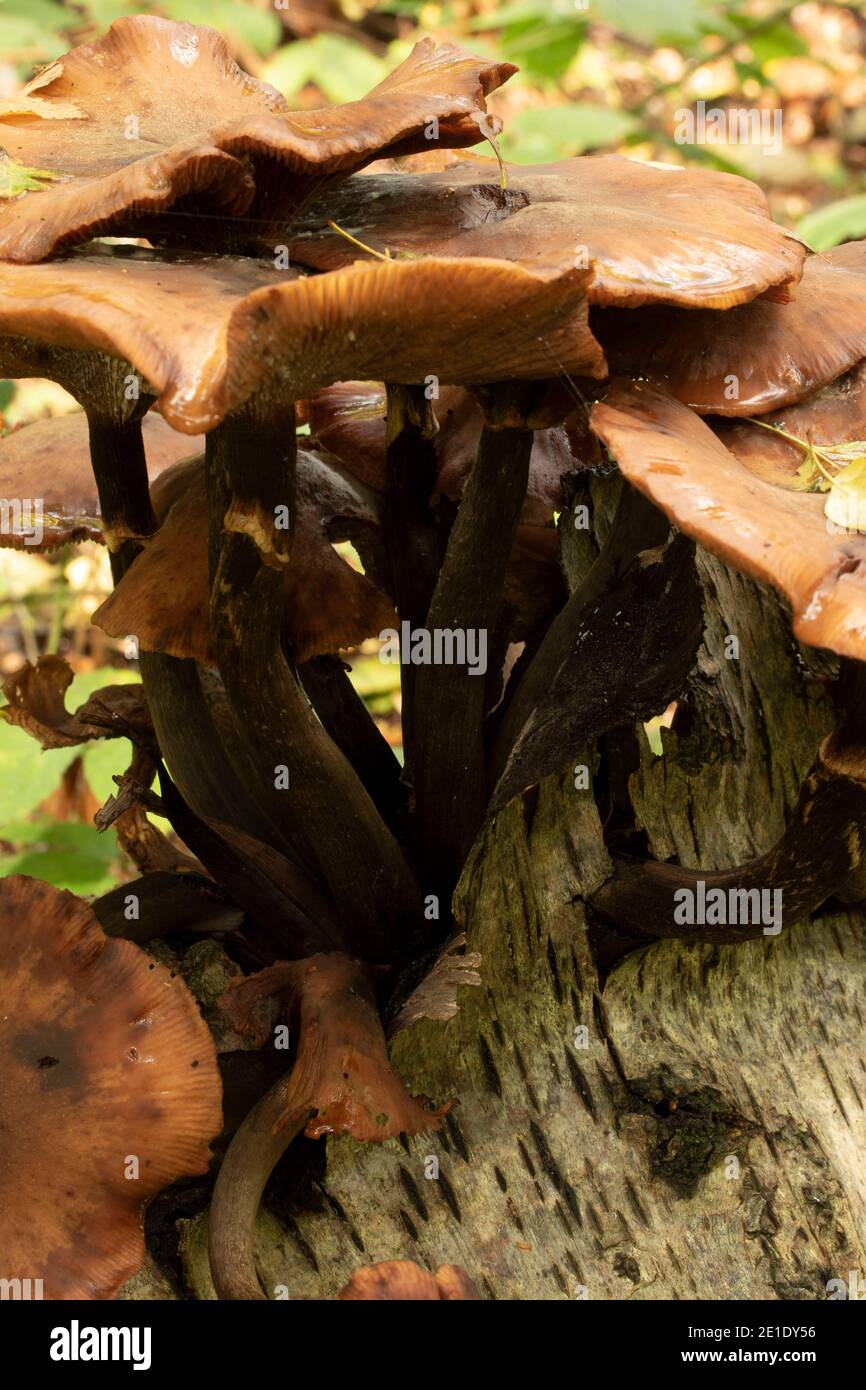 Exploding Tree's Bark Intimate landscape with bark fungi exploding out of a rotting tree on ...