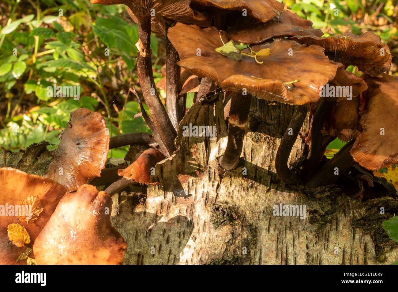 Intimate landscape with bark fungi exploding out of a rotting tree on