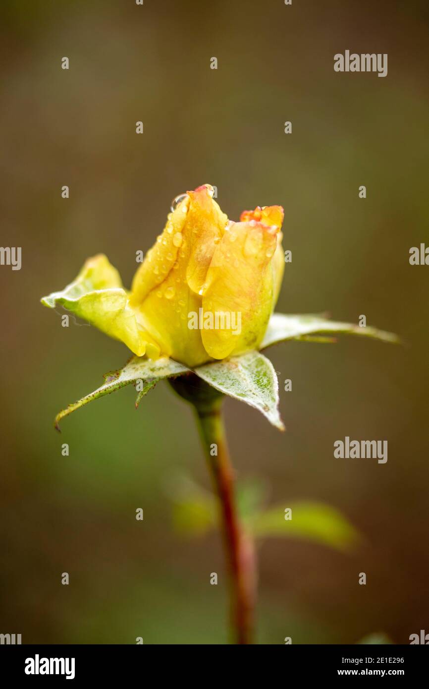 Single Rosa ‘the Brownie Rose’ floribunda bud against an out of focus natural background, natural floral portrait Stock Photo