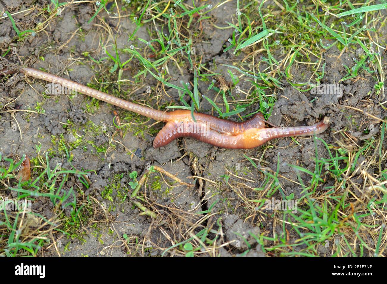 Earthworms mating on wet ground, Lumbricus terrestris Stock Photo