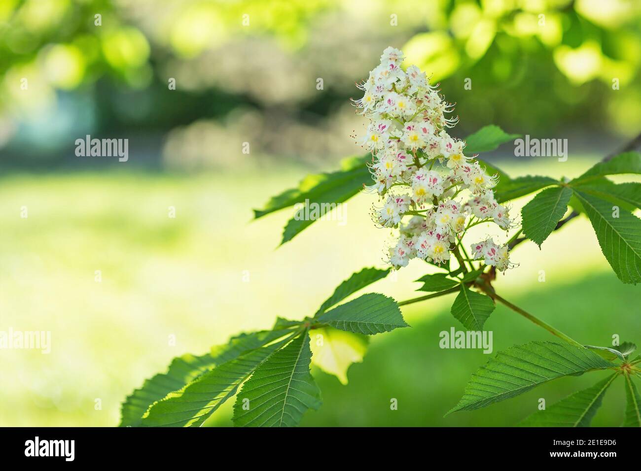 Chestnut tree blur hi-res stock photography and images - Alamy